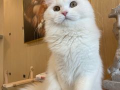 -飞行喵MR PILOT|猫舍·猫咖(静安大融城店)