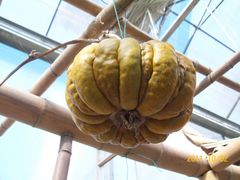 北京观光南瓜园&nbsp;(26)-观光南瓜园