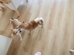 -柴犬小屋·柴餐厅·狗咖食堂(金鼎广场店)