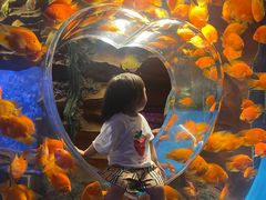 -芜湖新华联大白鲸海洋公园