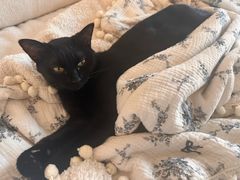 -瑞鹏宠物医院·普外科·影像科·皮肤科(城市山谷分院)