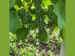 -安德鲁户外烧烤帐篷营地(马泉营店)