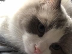 -中农国际动物医院24小时·猫科·骨科·急重症中心