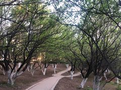 -长白岛森林公园