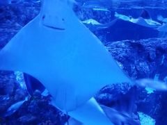 -成都浩海立方海洋公园