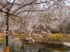 -燕郊植物园