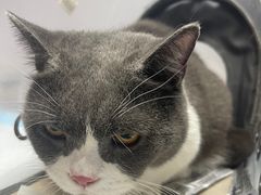 -A猫a狗全科·犬猫异宠·芥西宠物医院(南开总院)