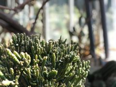-深圳仙湖植物园