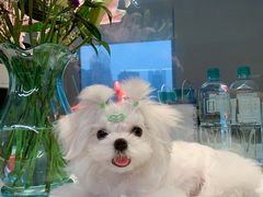 -Oh My Dog宠物沙龙(伊珊娜皮毛护理店)