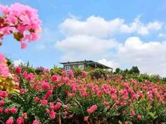 -武汉紫薇都市田园