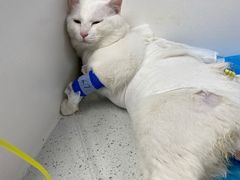 -纳吉亚猫专科动物诊疗中心(蒋宅口分院)