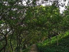 -南山植物园