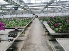 -西部兰花园生态园