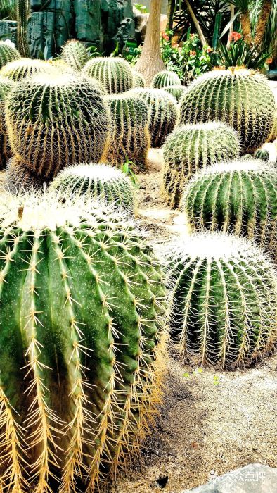 大连森林动物园图片