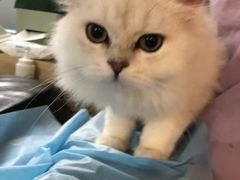-猫大福·Fortune Cat猫舍(百子湾店)