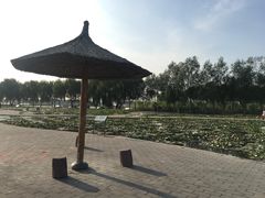 -白洋淀景区