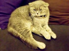 猫色咖啡-猫色咖啡·猫咖