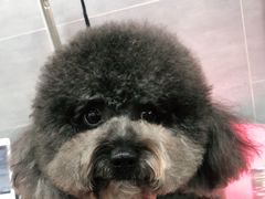 -宠福鑫康馨动物医院·骨科·眼科