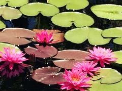 iphone_upload_pic-长木花园