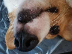 -瑞派宠物医院·24h·骨外科·皮肤科·全科宠物医疗转诊中心(沈阳浑南院)