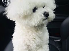 -Pets First伊珊娜洗护·精致美容·家庭式寄养(新会路店)
