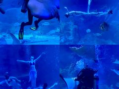 -烟台海昌鲸鲨海洋公园