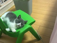 -Bastet sally猫舍购宠(静安店)