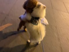 -降龙爪爪(建设路1店)