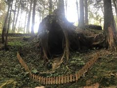 -阿里山神木遗迹
