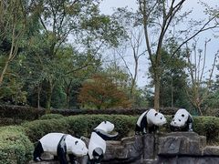 -都江堰中华大熊猫苑