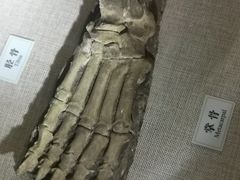 -辽宁古生物博物馆