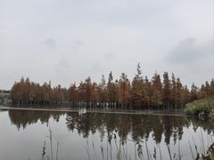 -白鹭湾湿地公园