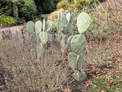 -墨尔本皇家植物园