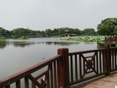 -荷塘月色湿地公园·向阳花洲