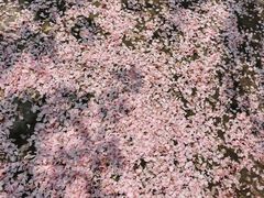-高东镇樱花园