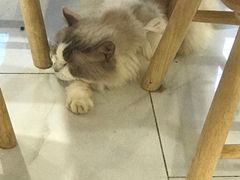 -楼上猫咖(罗湖店)