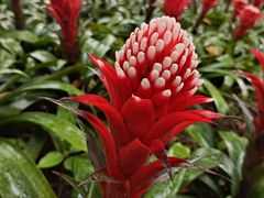 -上海鲜花港