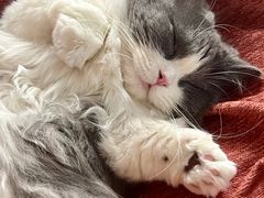-猫大福·Fortune Cat猫舍(百子湾店)