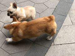 -安安宠医·安宠宠物医院