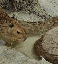 -Zoolung Zoolung动物主题公园(海信广场店)