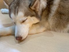 -Husky Go! 哈士奇体验馆·宠物咖啡厅狗咖