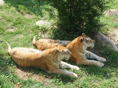 -西霞口神雕山野生动物世界