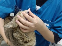 -安安宠医安欣宠物医院