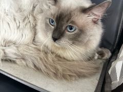 -瑞派福兴宠物医院犬猫全科·骨科·中西医结合(河东店)