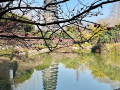 -红梅公园