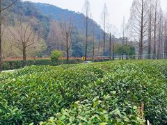 -香芙茗茶楼(梅家坞总店)