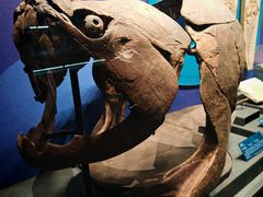 -国家自然博物馆