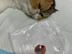 -思琪宠物医院(昆山花桥店)