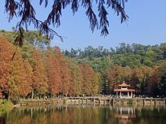 -深圳仙湖植物园