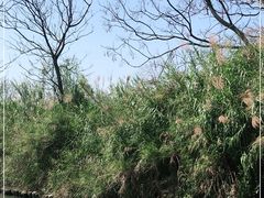 -大湾区中央湿地公园